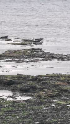 Wild Seals at Portgordon Scotland