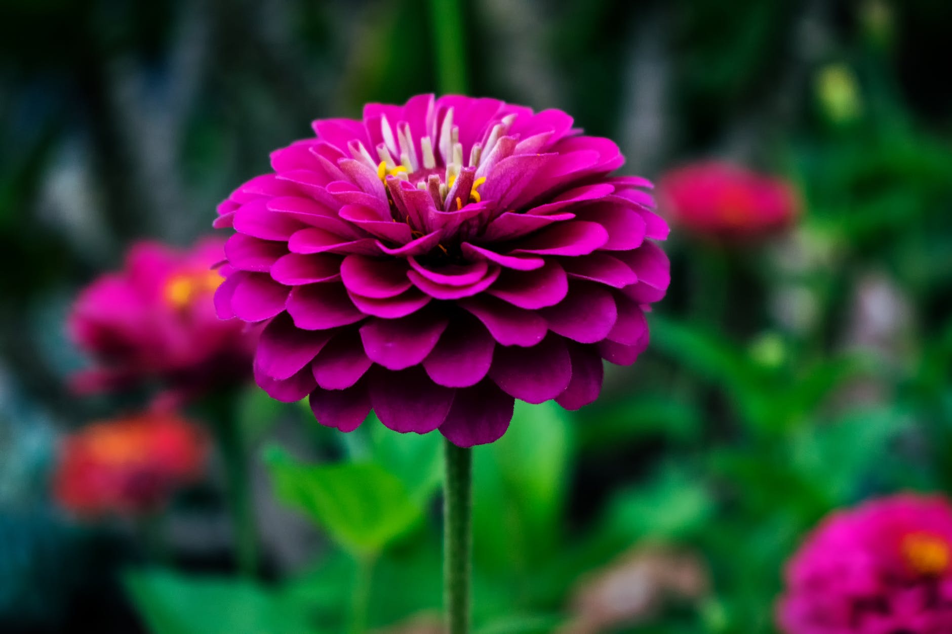 Dahlia Delights